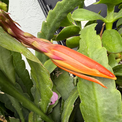 Eiphyllum Crenatum hybrid (Light Yellow Epiphyllum) live cutting