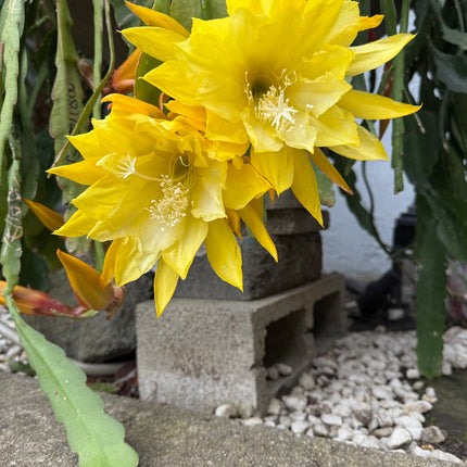 Golden  epiphyllum live cuttings