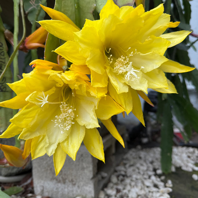 Golden  epiphyllum live cuttings