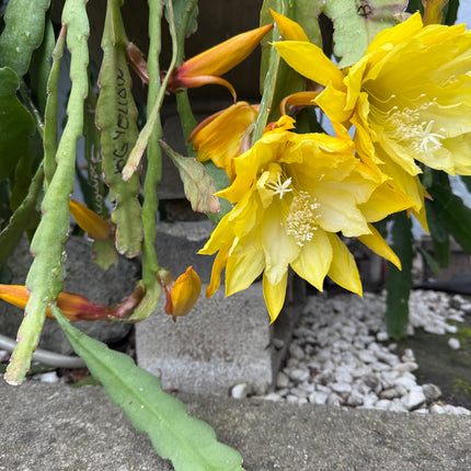 Golden  epiphyllum live cuttings