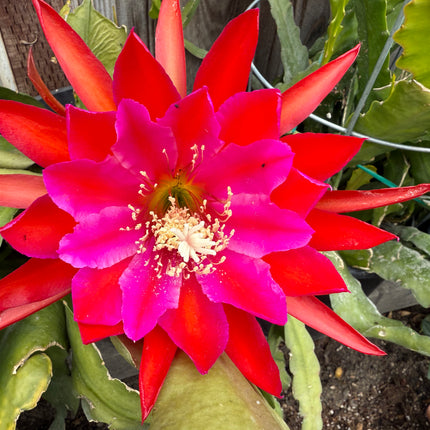 Epiphyllum Stern Von Erlau live cutting