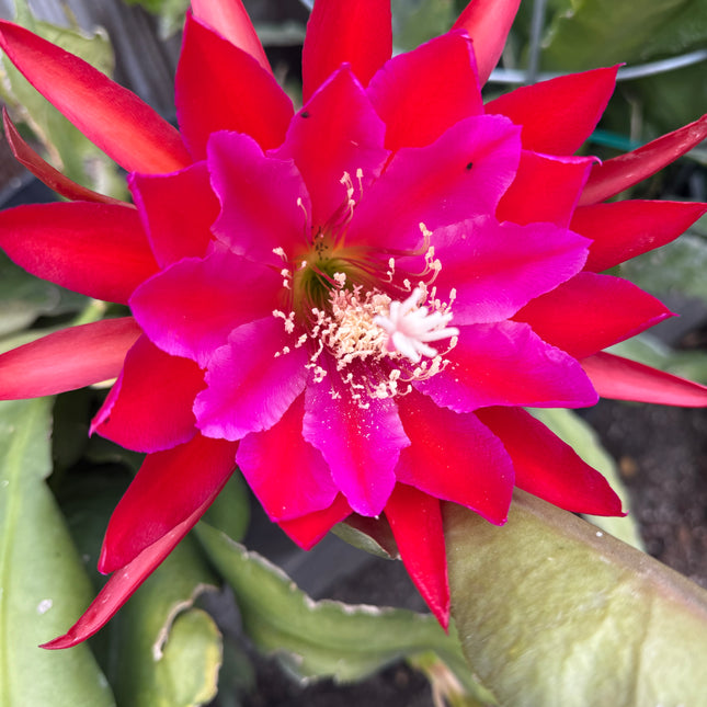 Epiphyllum Stern Von Erlau live cutting