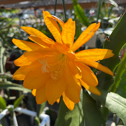Bold Gold Epiphyllum live cutting