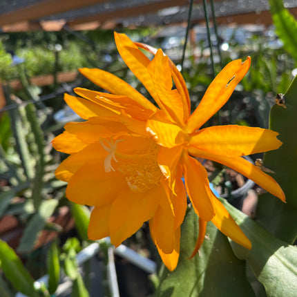 Bold Gold Epiphyllum live cutting