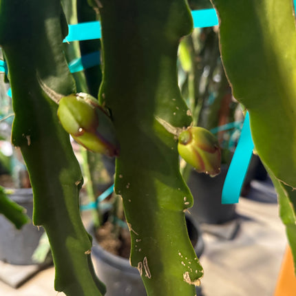 Kinsley Dragon Fruit Cutting