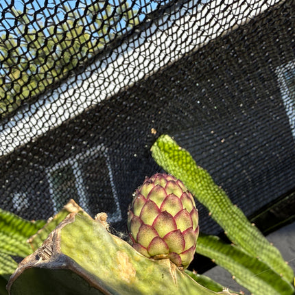 Wild Ocamponis