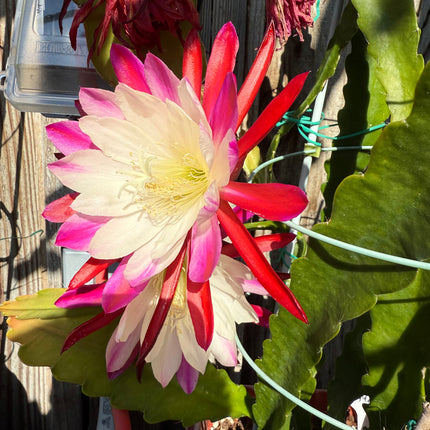 Rare Clown Epiphyllum live cuttings