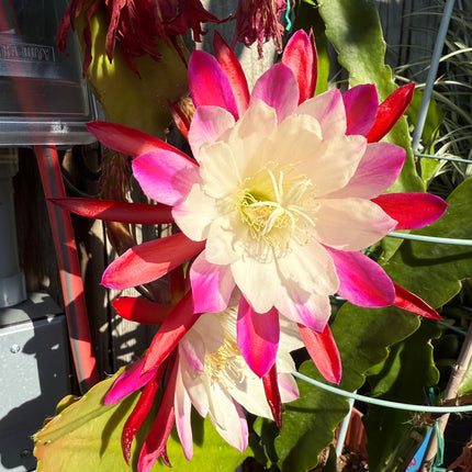 Rare Clown Epiphyllum live cuttings