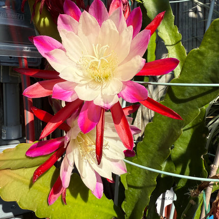 Rare Clown Epiphyllum live cuttings