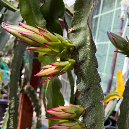 Amelie (Don Burnett ‘s hybrid) dragon fruit cutting (12") and rooted plant