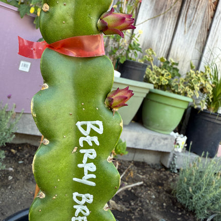 Berry Breath