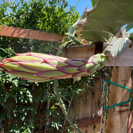 Valdivia Roja Dragon Fruit live plants and cuttings