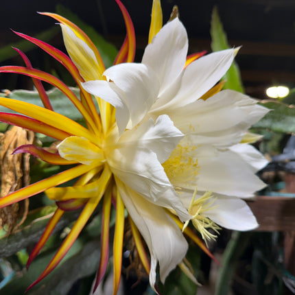 Valdivia Roja Dragon Fruit live plants and cuttings