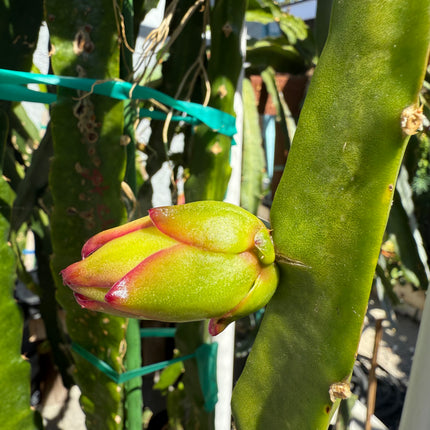 🌟 Stella Dragon Fruit Cutting (Don Burnett Hybrid)