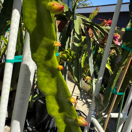 🌟 Stella Dragon Fruit Cutting (Don Burnett Hybrid)