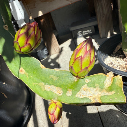 Asunta 5 White dragon fruit cuttings 12"