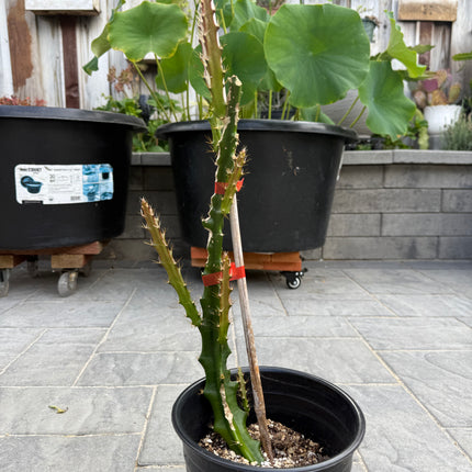 Lucifer Paetz Aporophyllum rooted plant