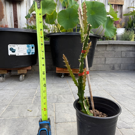 Lucifer Paetz Aporophyllum rooted plant