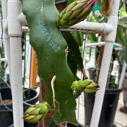 Asunta 5 Starburst Official dragon fruit live cutting (12”)