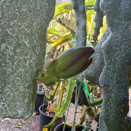 🌱 AX Dragon Fruit