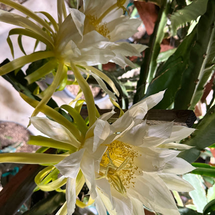 Giant Empress