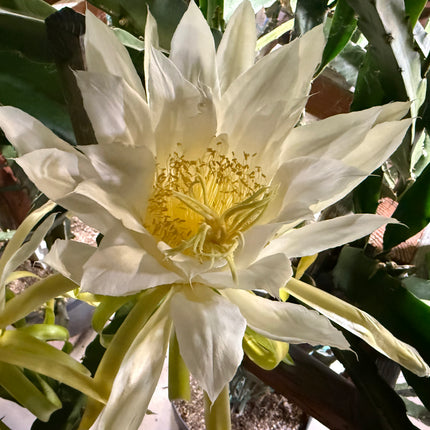 Giant Empress