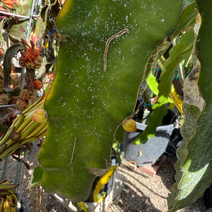 Rare Worth Lime Variegated cuttings and rooted live plants