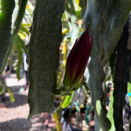 🌱 AX Dragon Fruit
