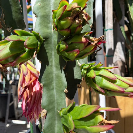 Asunta 5 Paco Dragon Fruit cutting- The best of the Asunta 5 line