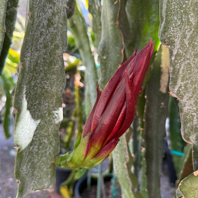 🌱 AX Dragon Fruit