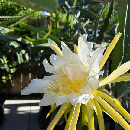 Physical Graffiti Dragon Fruit live plants and cuttings
