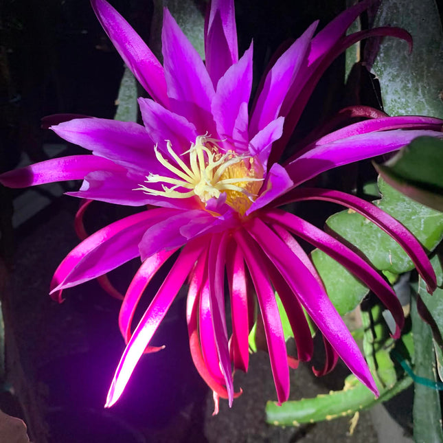🌱 AX Dragon Fruit