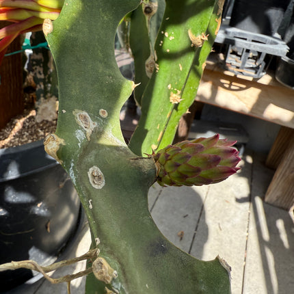 🌵 Desert King 16 (DK #16)