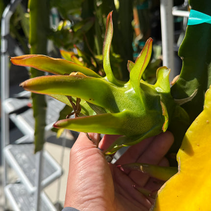 🌟 Stella Dragon Fruit Cutting (Don Burnett Hybrid)