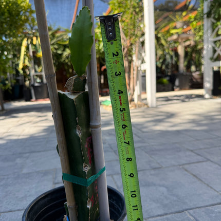 Asunta 7 Aztec Gold (Yellow Skin White Flesh) grafted plant