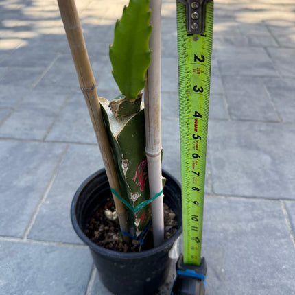 Asunta 7 Aztec Gold (Yellow Skin White Flesh) grafted plant