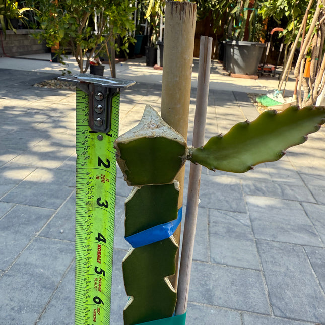 Very Berry Dragon Fruit Grafted Plant