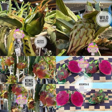 Special Rooted Dragon Fruit Plants Released