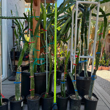 Special Rooted Dragon Fruit Plants Released