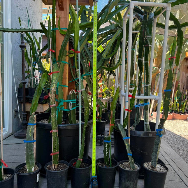 Special Rooted Dragon Fruit Plants Released