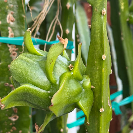 🌟 Stella Dragon Fruit Cutting (Don Burnett Hybrid)