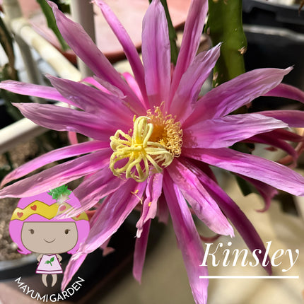 Kinsley Dragon Fruit Cutting
