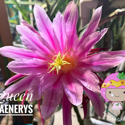 Queen Daenerys dragon fruit live cuttings and rooted plants