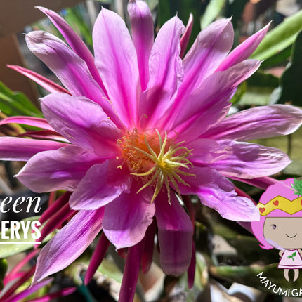 Queen Daenerys dragon fruit live cuttings and rooted plants