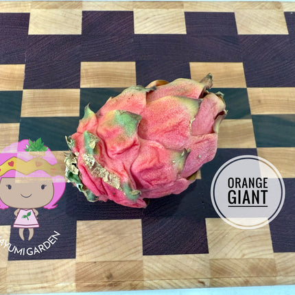 🍊 Orange Giant (Hylocereus hybrid)