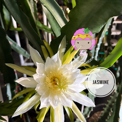 Jasmine 🌸