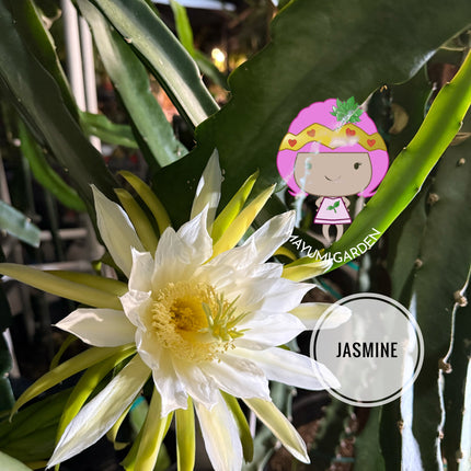 Jasmine 🌸