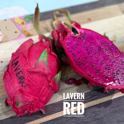 LaVern Red dragon fruit live cuttings 12"