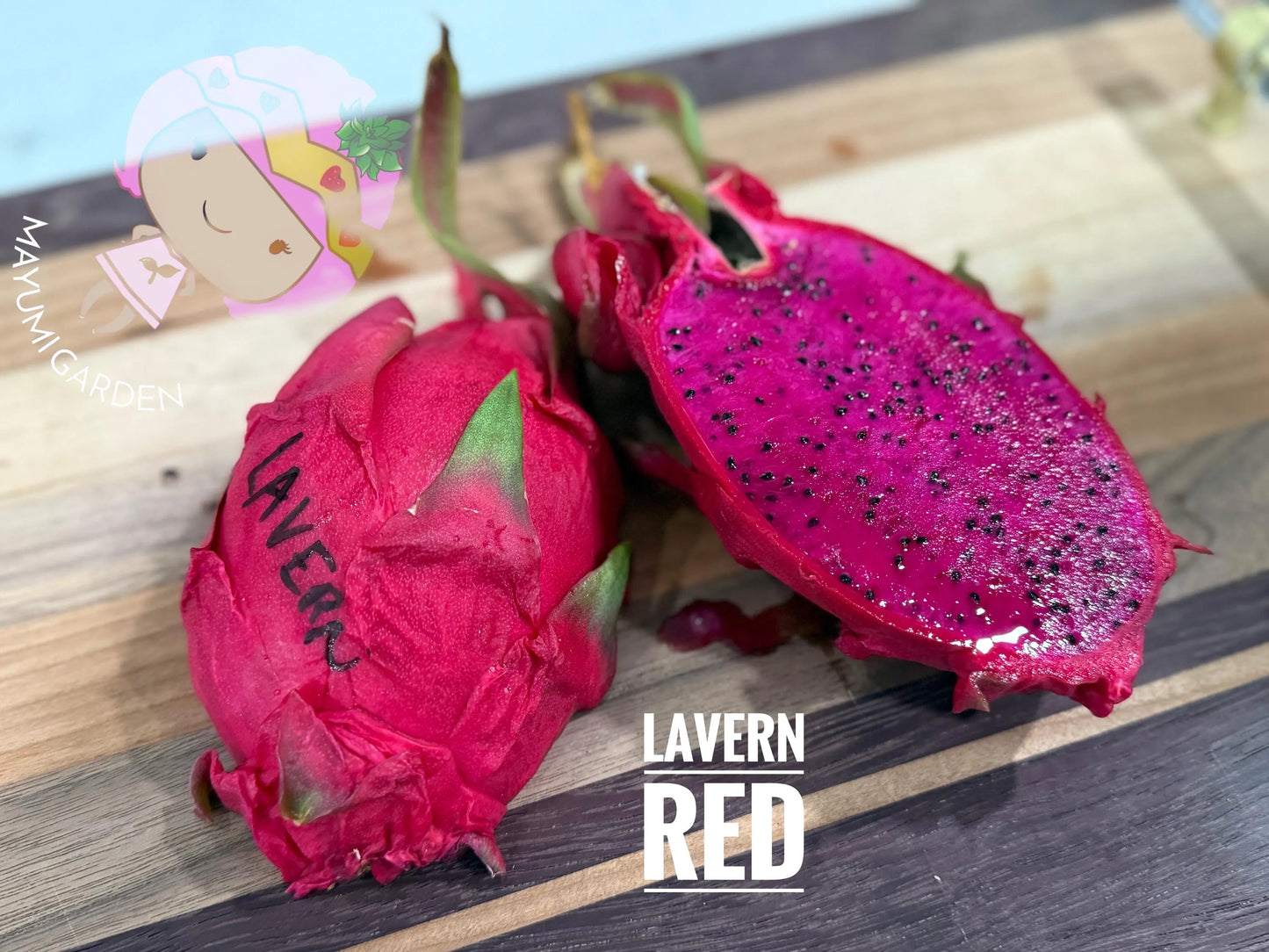 LaVern Red dragon fruit live cuttings 12"