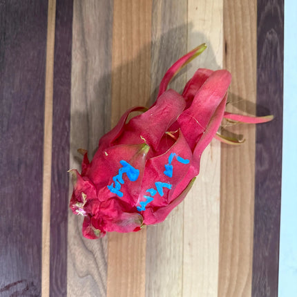 LaVern Red dragon fruit live cuttings 12"